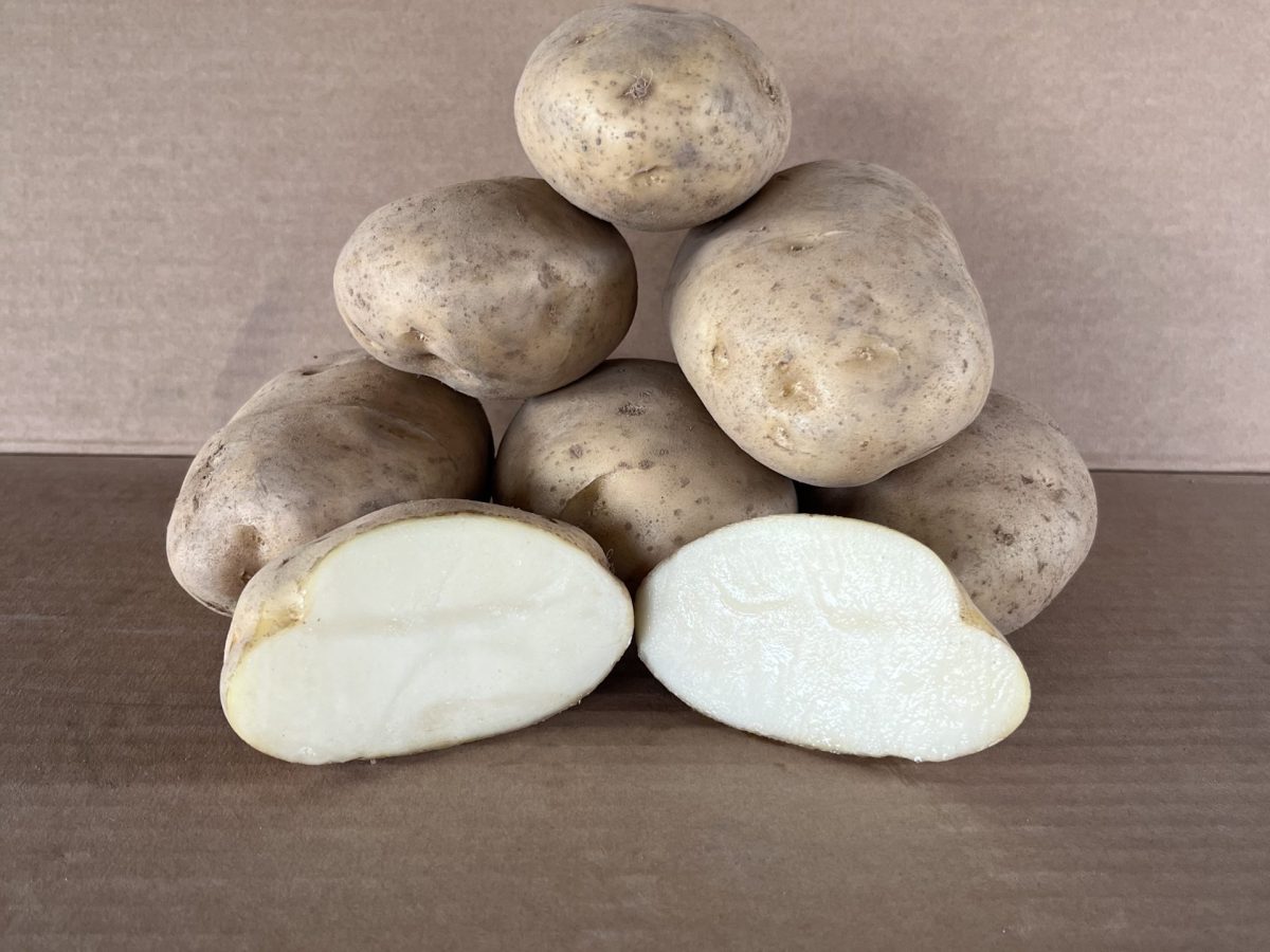 Patata Kennebec gallega fresca de cultivo tradicional en Galicia