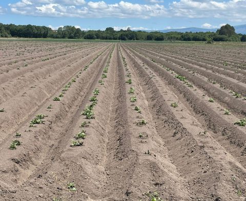 Campo de cultivo de patata gallega con surcos recién plantados.