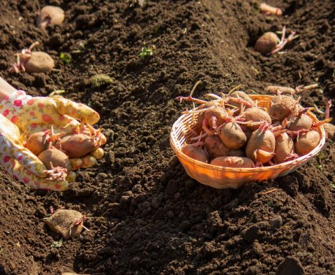 Siembra de patata gallega en huerta tradicional con patatas de semilla.
